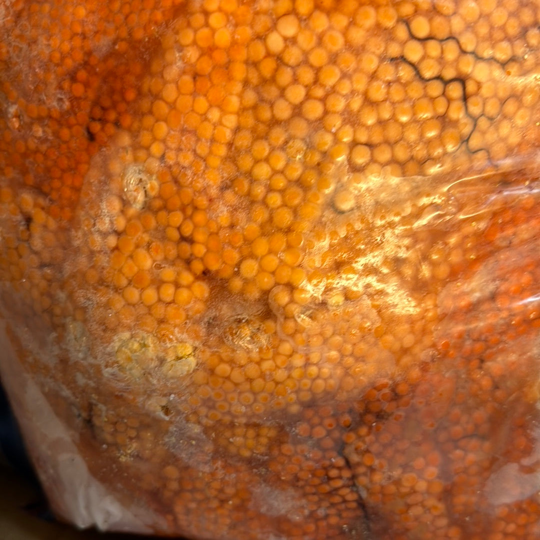 Salmon Eggs 8.5 lb bag